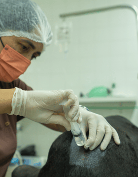 Serviço de anestesiologia para pets na Centrovet Itatiba