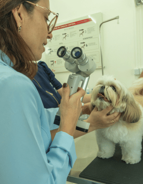 Serviço de consultas clínicas para pets na Centrovet Itatiba