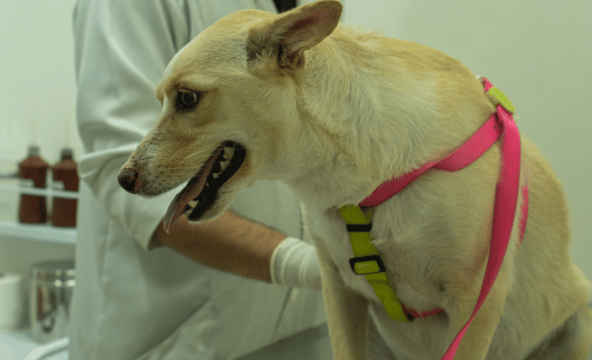 Serviço de dermatologia para pets na Centrovet Itatiba