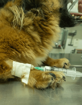 Serviço de emergências 24h para pets na Centrovet Itatiba