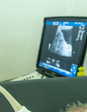 Serviço de endoscopia para pets na Centrovet Itatiba