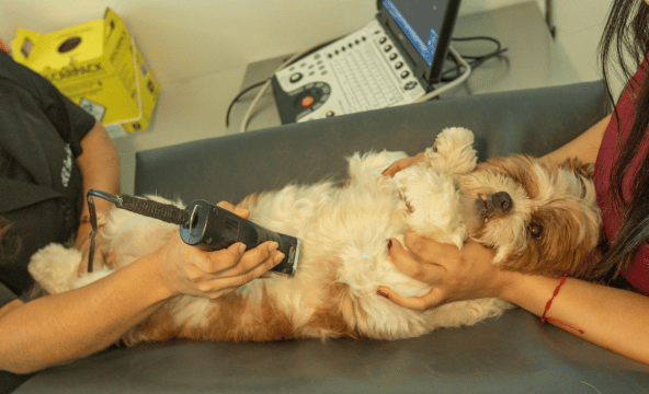 Serviço de exames laboratoriais e de imagem para pets na Centrovet Itatiba