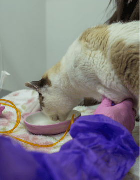 Serviço de gastroenterologia para pets na Centrovet Itatiba
