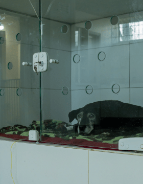 Serviço de internação para pets na Centrovet Itatiba