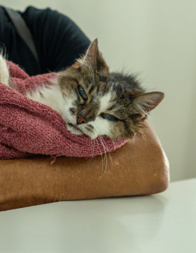 Serviço de nefrologia para pets na Centrovet Itatiba