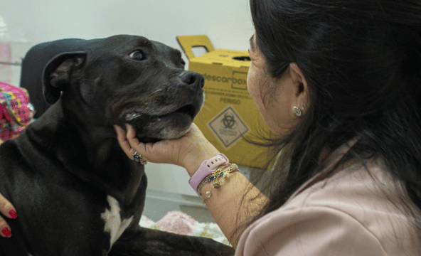 Serviço de neurologia para pets na Centrovet Itatiba