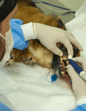 Serviço de odontologia para pets na Centrovet Itatiba