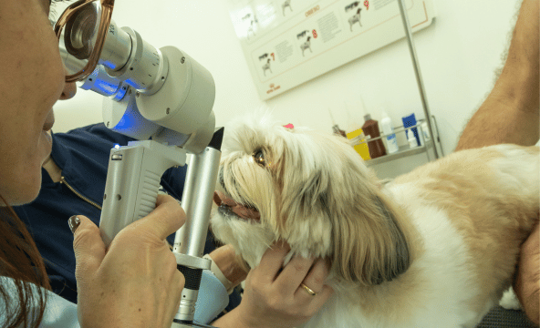 Serviço de oftalmologia para pets na Centrovet Itatiba