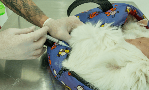 Serviço de vacinação para pets na Centrovet Itatiba